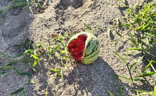 農園にひっそりとやってくる来訪者たち