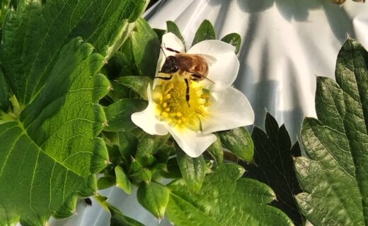 小さな仲間たち