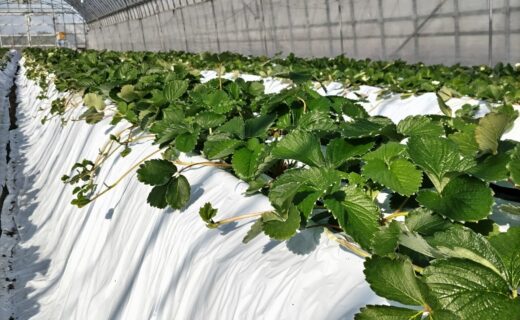 マルチングという冬支度