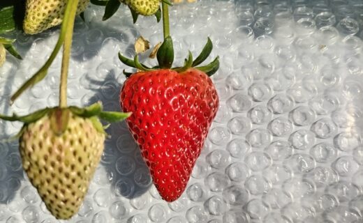 2026年もよろしくお願い申し上げます