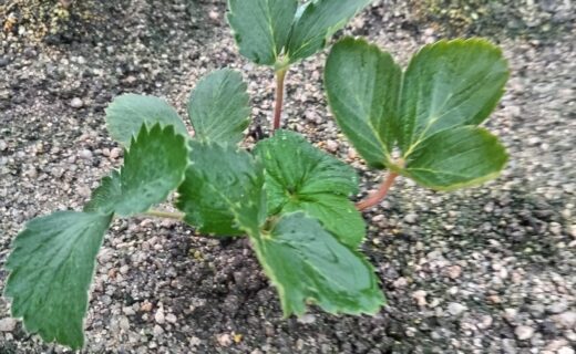 着々と、定植が進んでいます
