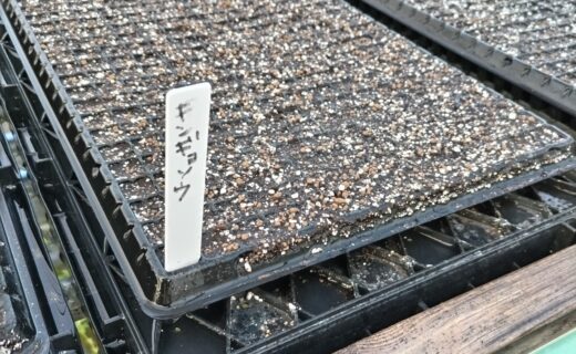 今年も、お花の種を蒔きました。